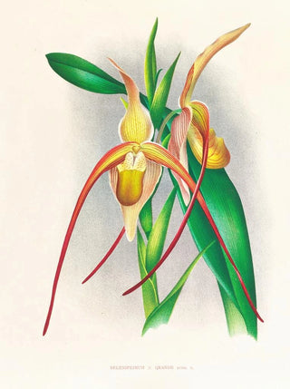 Jean Jules Linden - Selenipedium grande.webp