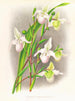 Selenipedium sedeni candidulum - Jean Jules Linden — artwork view