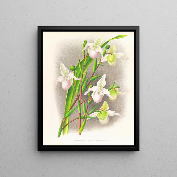 Selenipedium sedeni candidulum - Jean Jules Linden — framed artwork on a wall