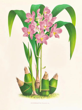 Jean Jules Linden - Spathoglottis plicata.webp