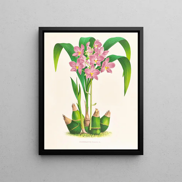 Spathoglotte repliée - Jean Jules Linden — framed artwork on a wall
