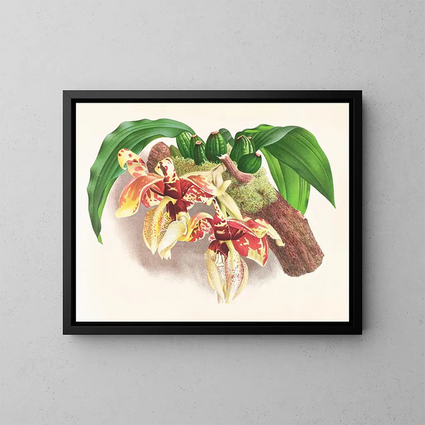 Stanhopea tigrina - Jean Jules Linden — framed artwork on a wall