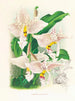 Stanhopea oculata - Jean Jules Linden — artwork view