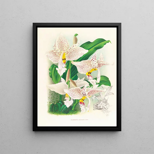 Stanhopea oculata - Jean Jules Linden — framed artwork on a wall