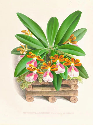 Jean Jules Linden - Trichocentrum albo purpureum.webp