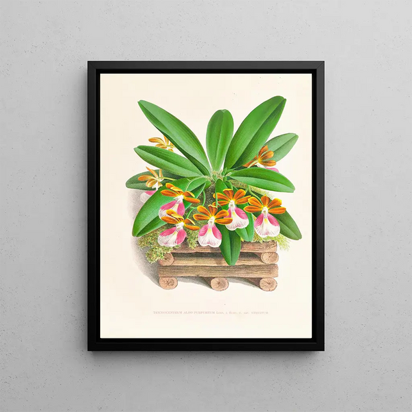 Trichocentrum blanc violet - Jean Jules Linden — framed artwork on a wall