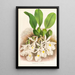 Trichopilia Suavis - Jean Jules Linden — framed artwork on a wall