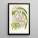 Vanda Boxalli - Jean Jules Linden — framed artwork on a wall