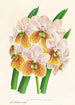 Vanda Sanderiana var Labello Viridi - Jean Jules Linden — artwork view