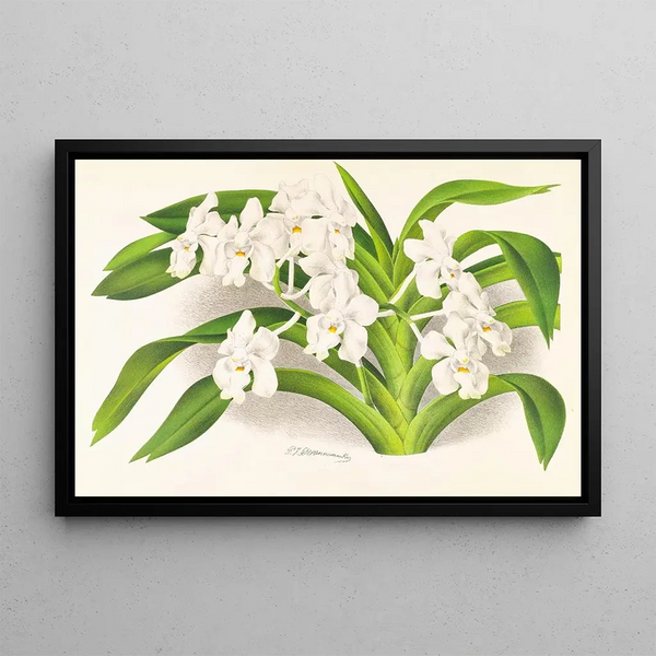 Vanda denisoniana - Jean Jules Linden — framed artwork on a wall