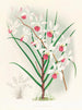 Vanda kimballiana - Jean Jules Linden — artwork view