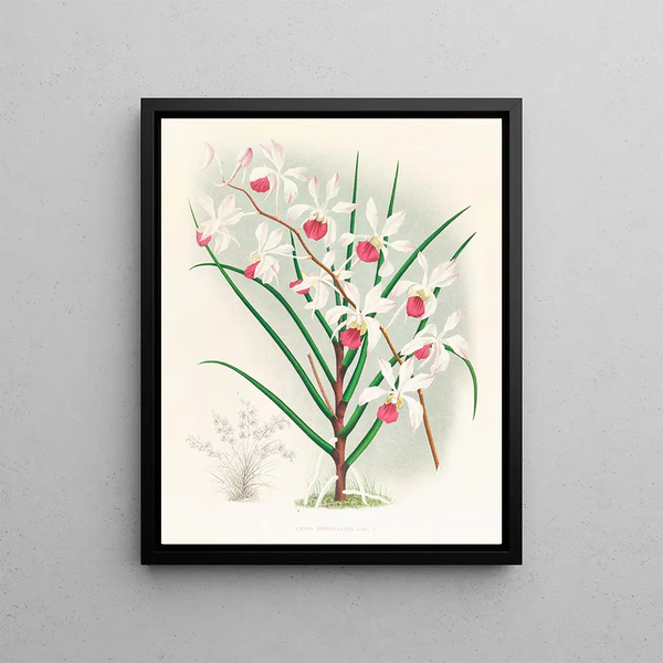 Vanda kimballiana - Jean Jules Linden — framed artwork on a wall