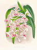 Sweet Vanda - Jean Jules Linden — artwork view