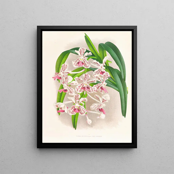 Sweet Vanda - Jean Jules Linden — framed artwork on a wall