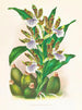 Zygopetalum intermédiaire - Jean Jules Linden — artwork view