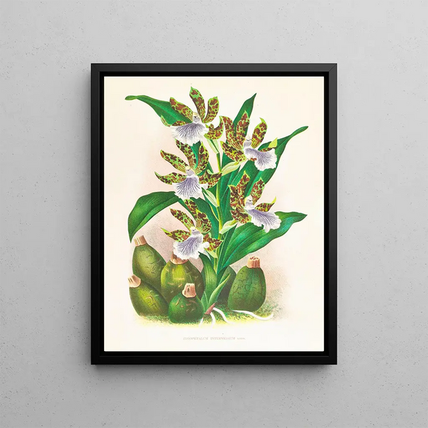 Zygopetalum intermédiaire - Jean Jules Linden — framed artwork on a wall