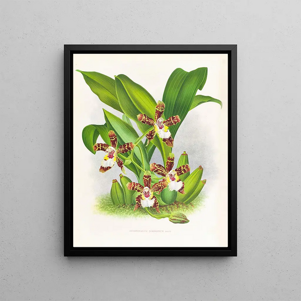 Zygopetalum jorisinum - Jean Jules Linden — framed artwork on a wall