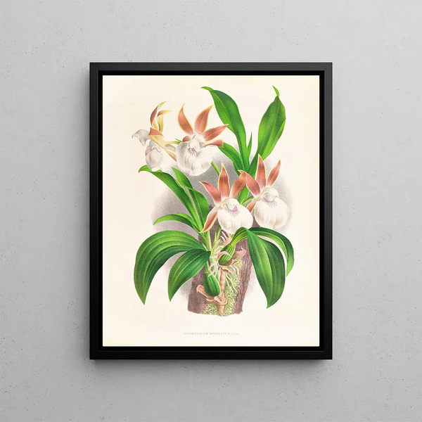 Rostre zygopétal - Jean Jules Linden — framed artwork on a wall