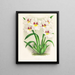 Miltonia Röezli - Jean Jules Linden — framed artwork on a wall