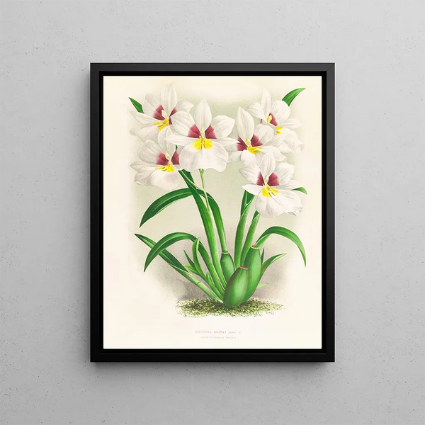 Miltonia Röezli - Jean Jules Linden — framed artwork on a wall