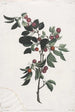 Branches de cerises précoces - Jean-Louis Prévost — artwork view