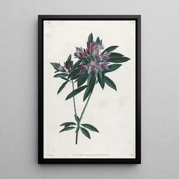 Rhododendron ponticum - Jean-Louis Prévost — framed artwork on a wall