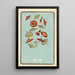 Illustrated Catalog Painting of Day Shells No 15 - Jinta Hirayama — framed artwork on a wall