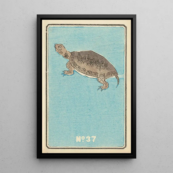 Illustrated Catalog Painting of Day Shells No 37 - Jinta Hirayama — framed artwork on a wall