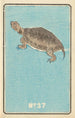 Illustrated Catalog Painting of Day Shells No 37 - Jinta Hirayama — artwork view