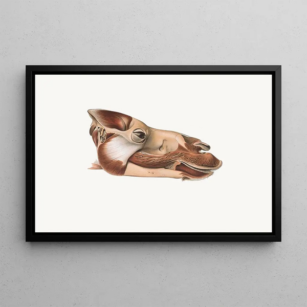 Dromedary Head after removal of facial muscles - Johan Erik Vesti Boas — framed artwork on a wall