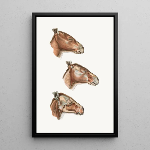 Facial muscles superficial of Halmalurus - Johan Erik Vesti Boas — framed artwork on a wall