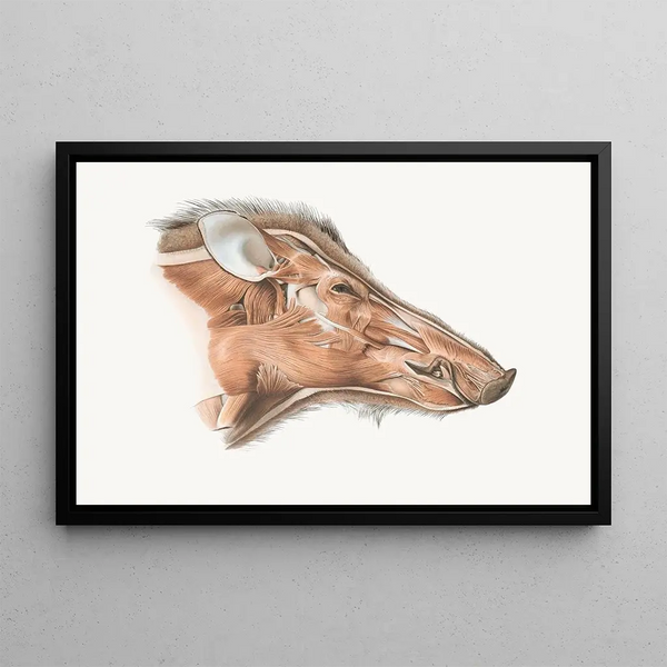 Facial muscles of the wild boar - Johan Erik Vesti Boas — framed artwork on a wall