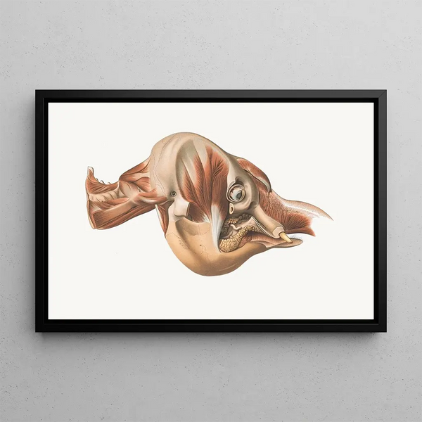 the right elephant's head after removal of facial muscles - Johan Erik Vesti Boas — framed artwork on a wall