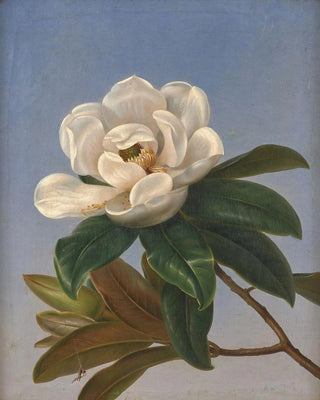 Johan Laurentz Jensen - Fleur de magnolia.webp