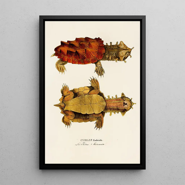 Chelys Fimbriata - Johann Baptist von Spix — framed artwork on a wall