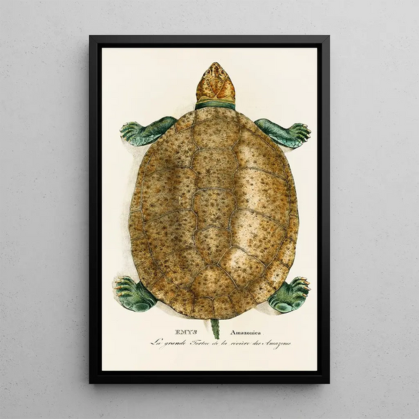 Emys Amazonica - Johann Baptist von Spix — framed artwork on a wall