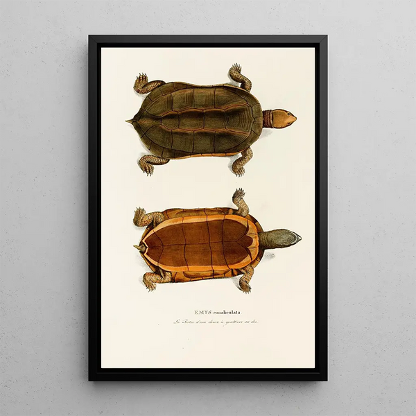 Emys Canaliculata - Johann Baptist von Spix — framed artwork on a wall