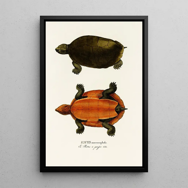 Emys Maerocephala - Johann Baptist von Spix — framed artwork on a wall