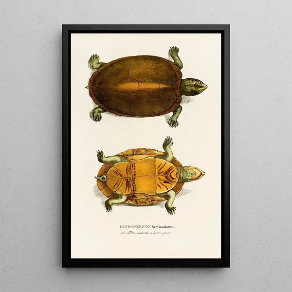 Kinosternon Brevicaudatum - Johann Baptist von Spix — framed artwork on a wall