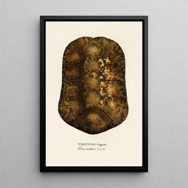 Testudo Cagado - Johann Baptist von Spix — framed artwork on a wall