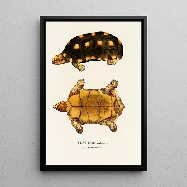Testudo Carbonaria - Johann Baptist von Spix — framed artwork on a wall