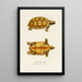 Testudo Sculpta - Johann Baptist von Spix — framed artwork on a wall