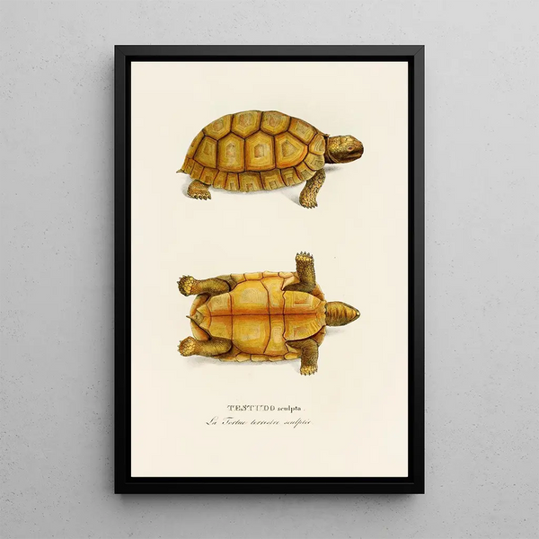 Testudo Sculpta - Johann Baptist von Spix — framed artwork on a wall