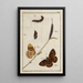 Archives of the History of Insects Pl01 - Johann Caspar Füssli — framed artwork on a wall