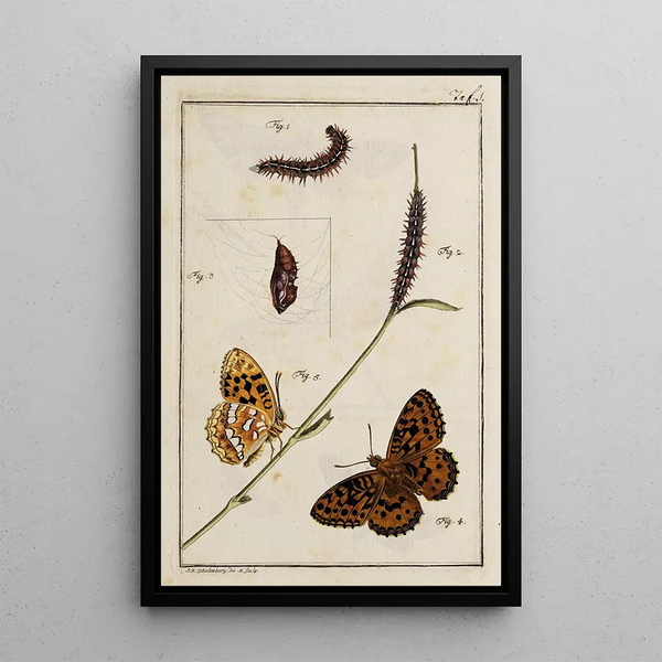 Archives of the History of Insects Pl01 - Johann Caspar Füssli — framed artwork on a wall