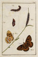 Archives of the History of Insects Pl01 - Johann Caspar Füssli — artwork view