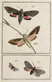 Archives of Insect History Pl02 - Johann Caspar Füssli — artwork view