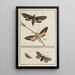 Archives of Insect History Pl02 - Johann Caspar Füssli — framed artwork on a wall