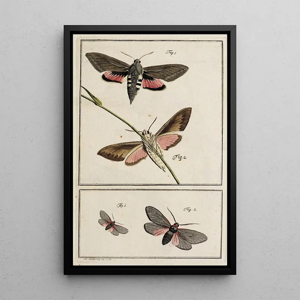 Archives of Insect History Pl02 - Johann Caspar Füssli — framed artwork on a wall