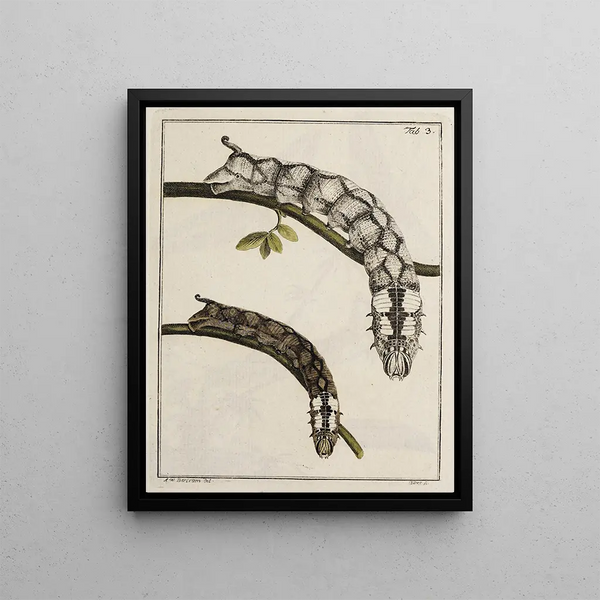Archives de l'histoire des insectes Pl03 - Johann Caspar Füssli — framed artwork on a wall